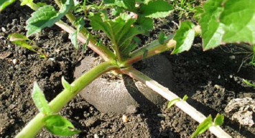 Jak a kdy sázet, pěstovat a pečovat o ředkvičky venku